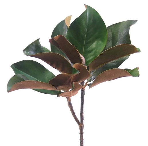 © Magnolia leaf spray 60cm