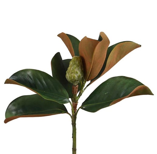 © Magnolia bud short stem 60cm