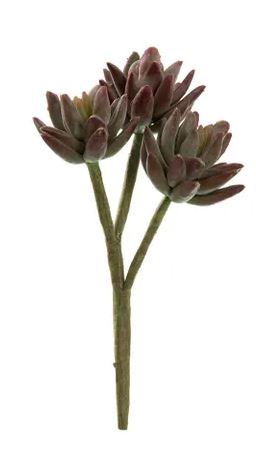 Agave stem - Burgundy