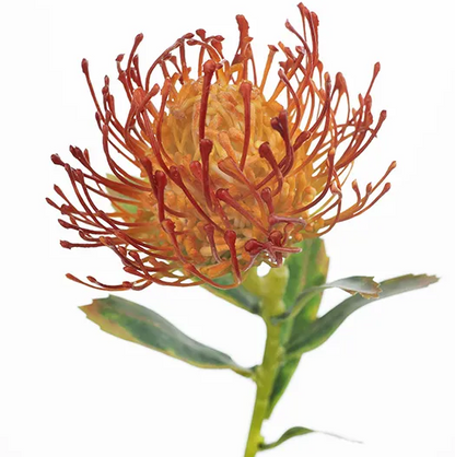 ©  Protea leucospermum burnt orange