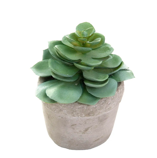 © Succulent in white pot 11cm green