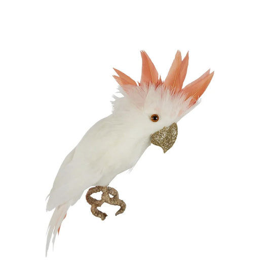 Galah bird small white